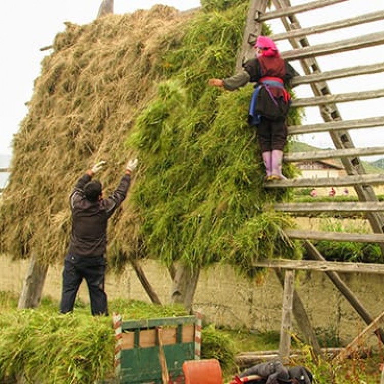 Chase | China - F2296 Tibetans storing winter yak grass Shangri La