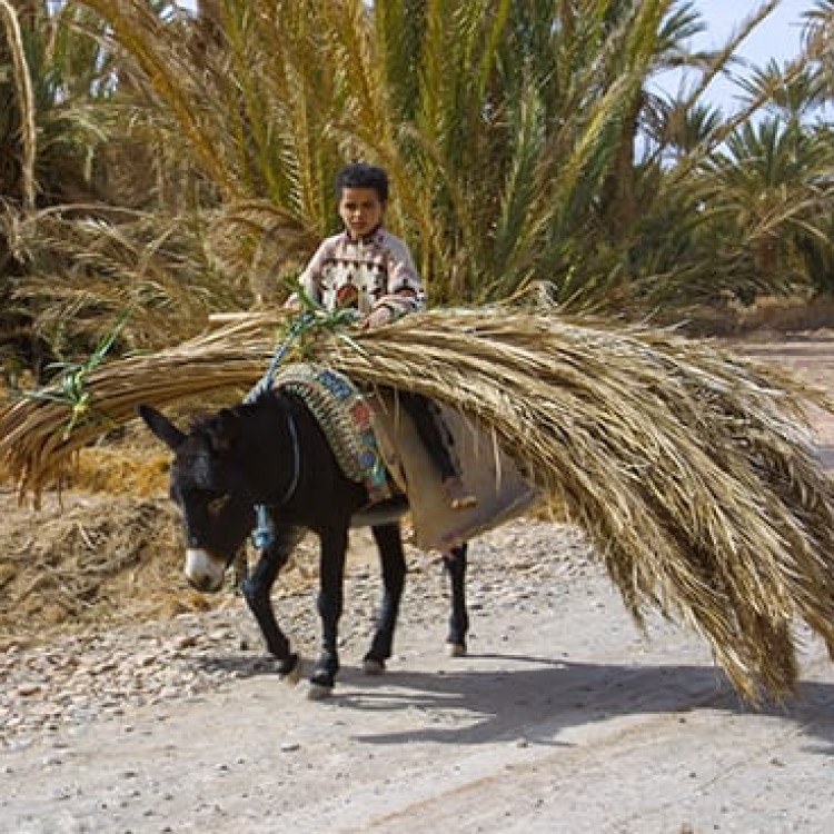 Chase | Morocco - U298 Long day