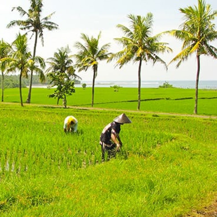 Chase | Bali -  B 6709 The start of a peaceful workday