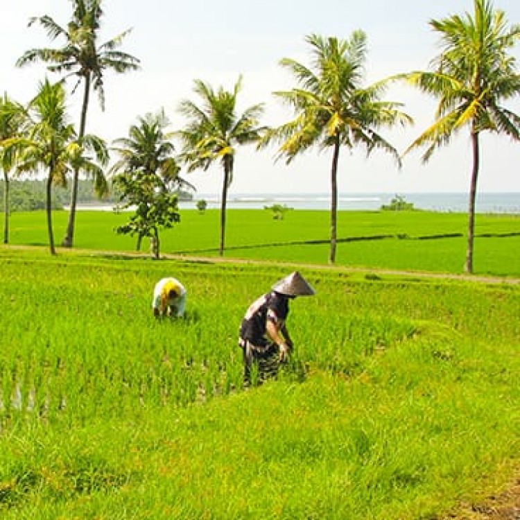 Chase | Bali -  B 6709 The start of a peaceful workday